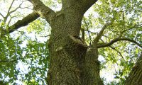 aspecto do tronco e das potentes pernadas de carvalho-de-monchique - Quercus canariensis