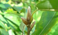 gomos do carvalho-de-monchique, carvalho-das-canárias - Quercus canariensis