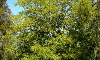 hábito jovem de carvalho-de-monchique - Quercus canariensis