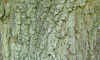 ritidoma adulto do carvalho-de-monchique, carvalho-das-canárias - Quercus canariensis