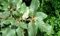 gomos e páginas superiores do carvalho-português - Quercus faginea subsp. broteroi