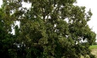 hábito de carvalho-português - Quercus faginea