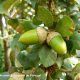 glandes de carvalho-português - Quercus faginea subsp. broteroi