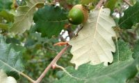 página inferior de jovem carvalho-português, cerquinho - Quercus faginea subsp. broteroi