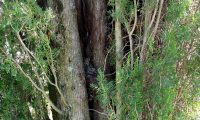 ramos fastigiado do cipreste - Cupressus sempervirens