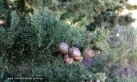 frutos, gálbulas, segundo ano de maturação, cipreste - Cupressus sempervirens