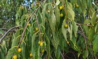 ramo do lódão-bastardo com frutos imaturos - Celtis australis