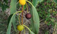 frutos diferentes fases de maturação do lódão-bastardo - Celtis australis