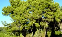 grupo de pinheiros-de-alepo – Pinus halepensis