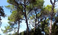 hábito de pinheiros-de-alepo – Pinus halepensis