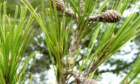 pinhas fecundadas de pinheiro-de-alepo – Pinus halepensis