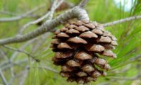 pinha de pinheiro-de-alepo – Pinus halepensis