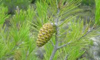 sucessivas maturações de pinhas de pinheiro-de-alepo – Pinus halepensis