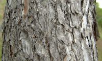 ritidoma adulto de pinheiro-de-alepo – Pinus halepensis