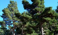 hábito montanhês de pinheiro-silvestre – Pinus sylvestris