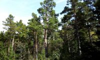 pinhal de pinheiro-silvestre – Pinus sylvestris