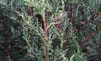 aspecto da folhagem sabina-da-praia – Juniperus turbinata subsp. turbinata