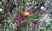 gálbula da sabina-da-praia – Juniperus turbinata subsp. turbinata