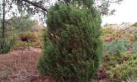 hábito arbustivo da sabina-da-praia – Juniperus turbinata subsp. turbinata