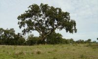 hábito de sobreiro isolado - Quercus suber