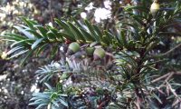 frutos imaturos de teixo – Taxus baccata