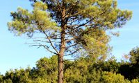 hábito de pinheiro-bravo - Pinus pinaster