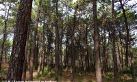 pinhal de pinheiro-bravo - Pinus pinaster