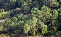 pinhal pinheiro-bravo, formação espontânea - Pinus pinaster