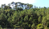 pinhal espontâneao de pinheiro-bravo - Pinus pinaster