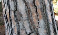 característico ritidoma de pinheiro-manso – Pinus pinea
