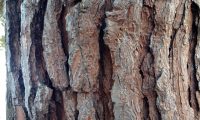 ritidoma de pinheiro-manso – Pinus pinea