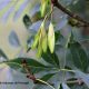 frutos, sâmaras de freixo – Fraxinus angustifolia