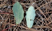folhas de carvalhiça - Quercus lusitanica