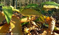 folhas outonais do castanheiro - Castanea sativa