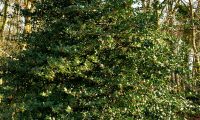 azevinho, hábito piramidal no meio florestal - Ilex aquifolium