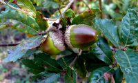 bolotas de carvalhiça, carvalho-anão - Quercus lusitanica