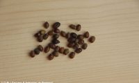 sementes de teixo – Taxus baccata