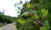 glande imatura de carrasco – Quercus coccifera