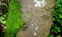 ritidoma adulto de carrasco – Quercus coccifera