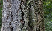 tronco de sobreiro - Quercus suber