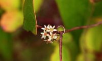 flores femininas de salsaparrilha - Smilax aspera