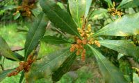 Flores do samouco, faia-das-ilhas, faia-da-terra - Myrica faya