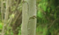 ramo jovem de til quadrangular, com tegumento liso, cinzento-esverdeado - Ocotea foetens