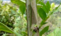 jovem ramo de til quadrangulares (característico da espécie), com tegumento liso, cinzento-esverdeado nos ângulos - Ocotea foetens