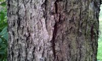 ritidoma adulto com fissuras de mostajeiro-de-folhas-largas - Sorbus latifolia
