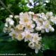 flores em corimbo do mostajeiro-de-folhas-largas – Sorbus latifolia