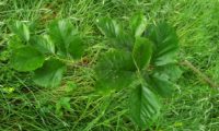 ramalhetes de folhas, mostajeiro-de-folhas-largas - Sorbus latifolia