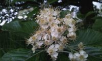 corimbo da sorveira-branca, botoeiro, mostajeiro-branco – Sorbus aria