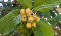 frutos em maturação da sorveira-branca, botoeiro, mostajeiro-branco – Sorbus aria