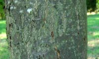 ritidoma adulto da sorveira-branca, botoeiro, mostajeiro-branco – Sorbus aria